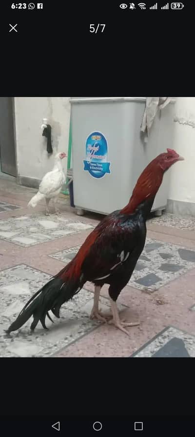 High quality aseal lakha patha white nok or nali mai. . . price final