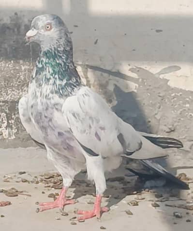 breeder 2k per piece final pigeon kabutar