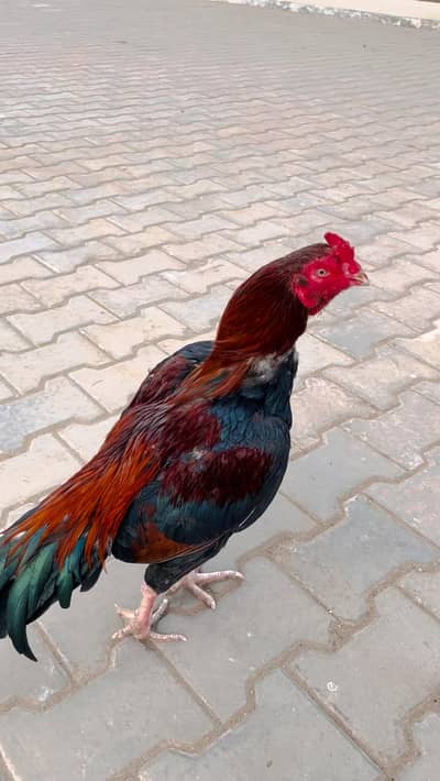 hen aseel  rata mashuka