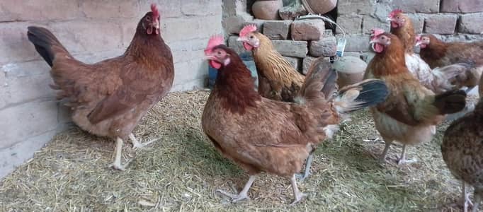 egg laying hens
