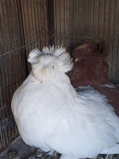 trumpeter Bukhara bredar peyar