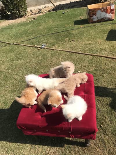 Persian kittens for sale