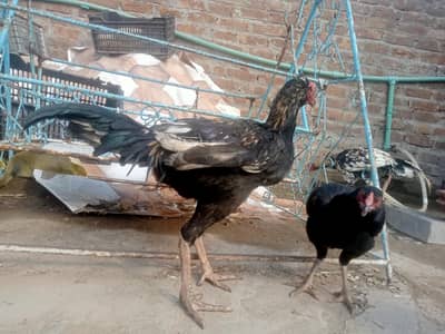 1 jawa patha or 2 mushki pathiya