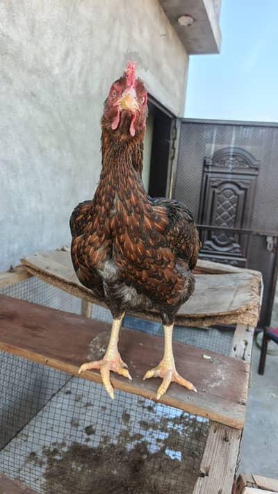 aseel high quality breeder female