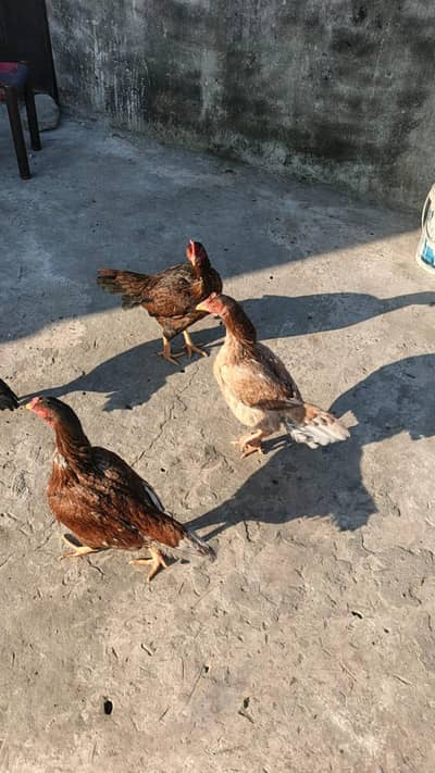 aseel high quality breeder female