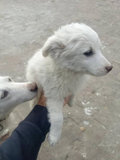 Russian puppy for sale