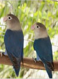 LoveBirds for Sale Blue Pair + Yellow Latino