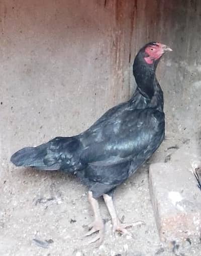 Black Breeder Aseel Female For sale