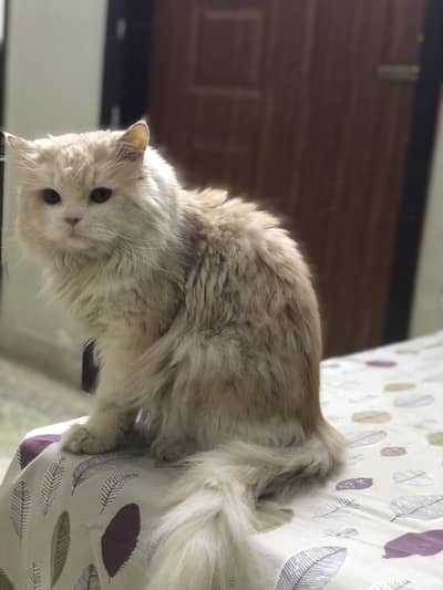 Persian cat