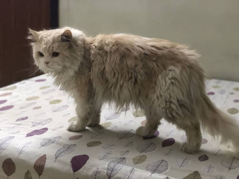 Persian cat 1