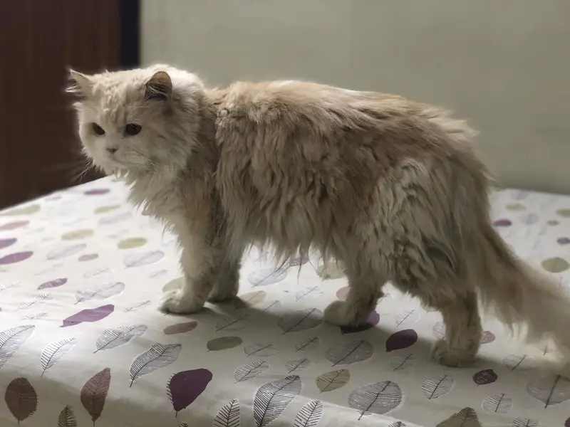 Persian cat — photo 2