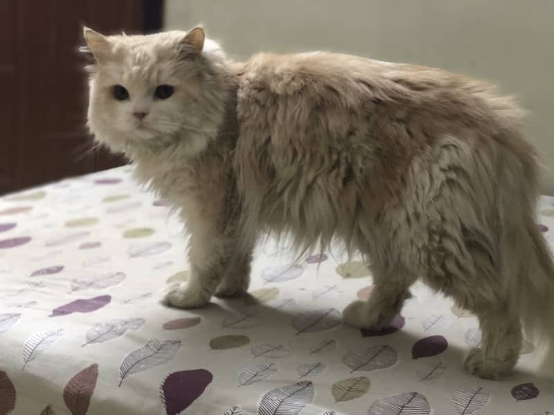 Persian cat 2