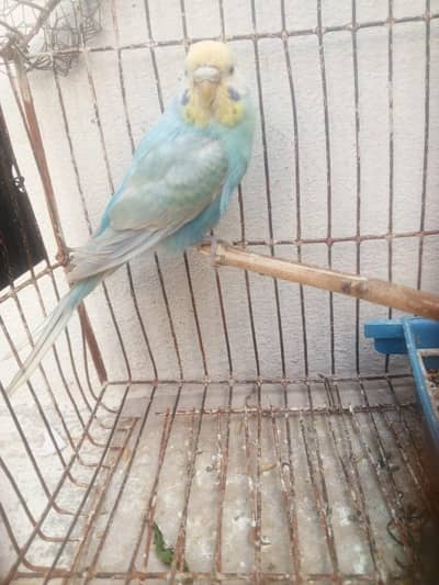 Rainbow  budgie female