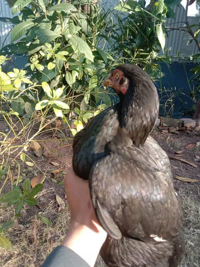 2 female