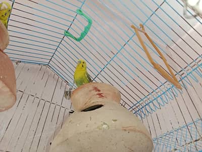 black wing budgies