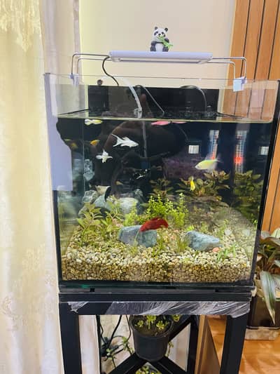 Planted Fish Aquarium
