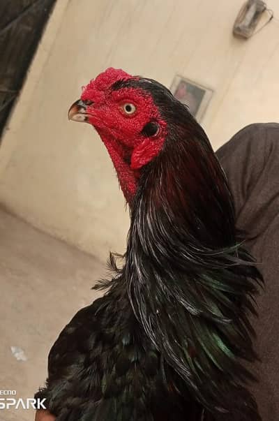 lasani mushka 03345326409