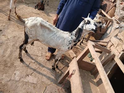 do female bacha ha gis bhai ko lani ho rabta kar la