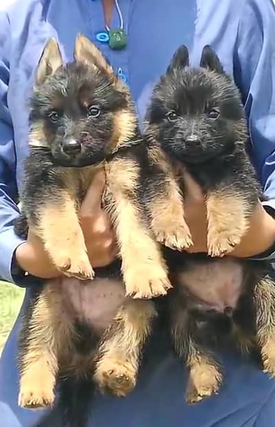 German Shepherd long cout pair 2 mahnt for sale