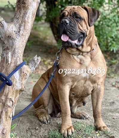 Bullmastiff puppies for sale