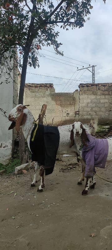 بکری ، مادہ بچی ( فی میل ) , goat