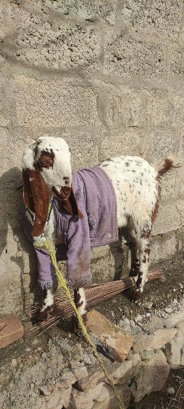 بکری ، مادہ بچی ( فی میل ) , goat 1