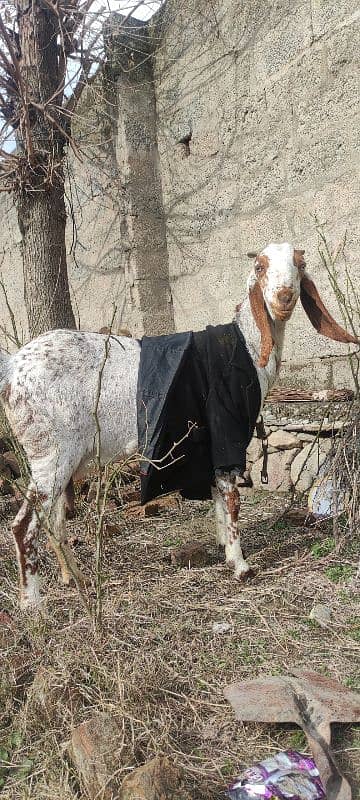 بکری ، مادہ بچی ( فی میل ) , goat 2