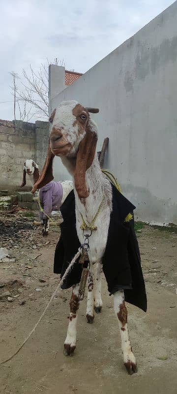 بکری ، مادہ بچی ( فی میل ) , goat 6