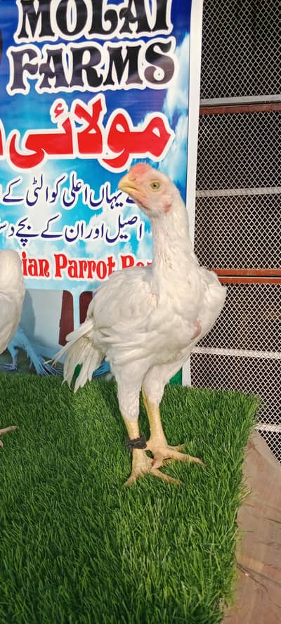 indian parrot Beak long tail aseel chicks
