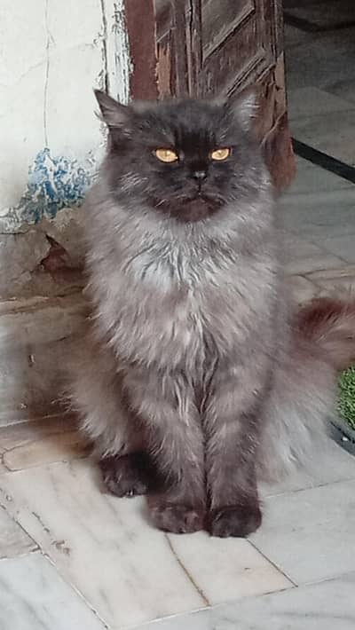 Persian cat female