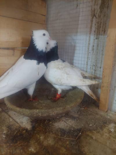 Sub Fancy pigeons  for  Urgent Sale