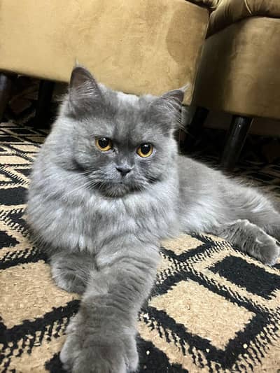 Urgent  Sale - Beautiful Female Gray Persian Cat (06 Months )
