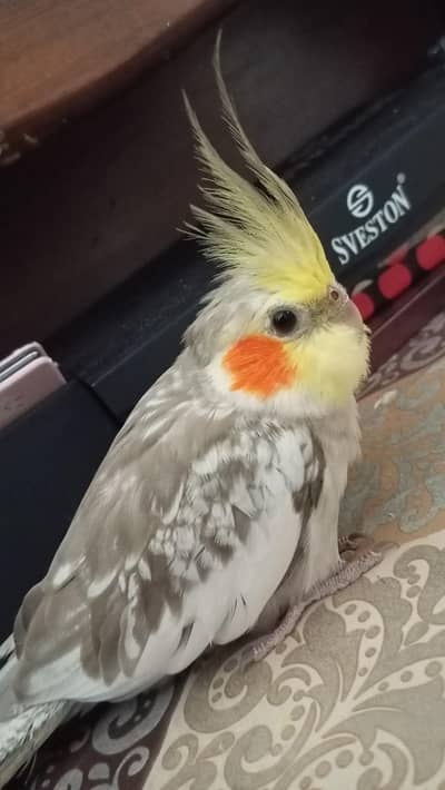 tamed cockatiel