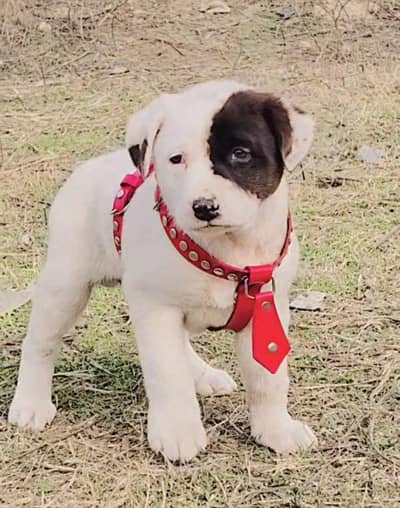 bully gultair male for sale