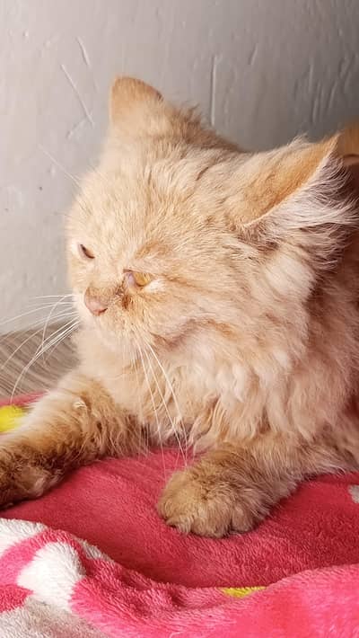 parsian Cats for sell Males