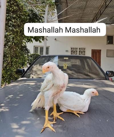 Indian Parrot | Parrot beak Male Pure Tamil nado | Coin Head Tampered