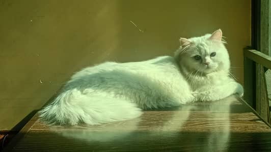 Persian Male Cat triple cot