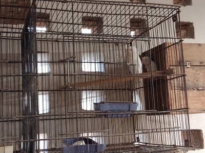 albino lovebird breeder pair