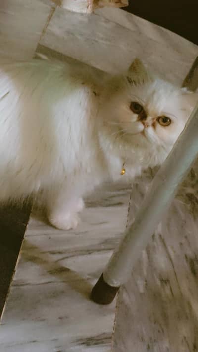 persian cat