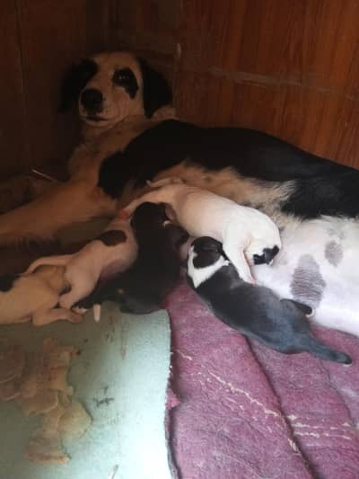 bacha for sale doge demand 1pes 20000