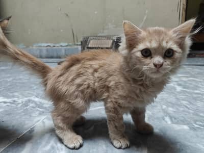 Persian Home Kitten Female