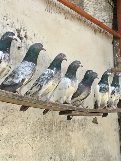 Top quality breeder kabotar pigeons