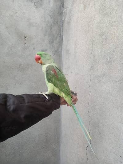 urgent for sale raw parrot and khata