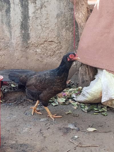 Aseel hen for sale