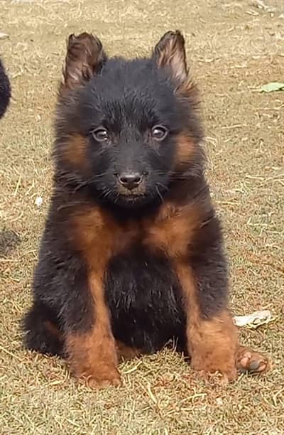 German Shepherd puppies for sale