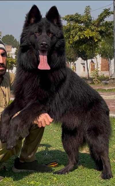 Top quality black German shepherd propar long coat male 10 month age