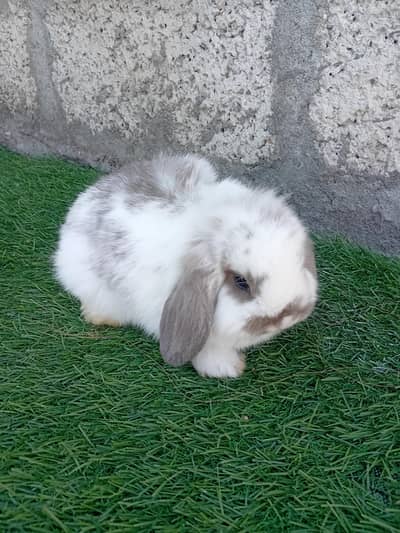 Holland lop top covalti male buny