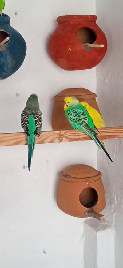 budgie breeder pairs setup
