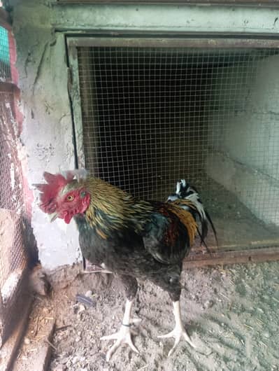 Aseel Bangum saleta breeder murgha