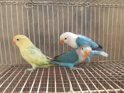 budgies  for sale